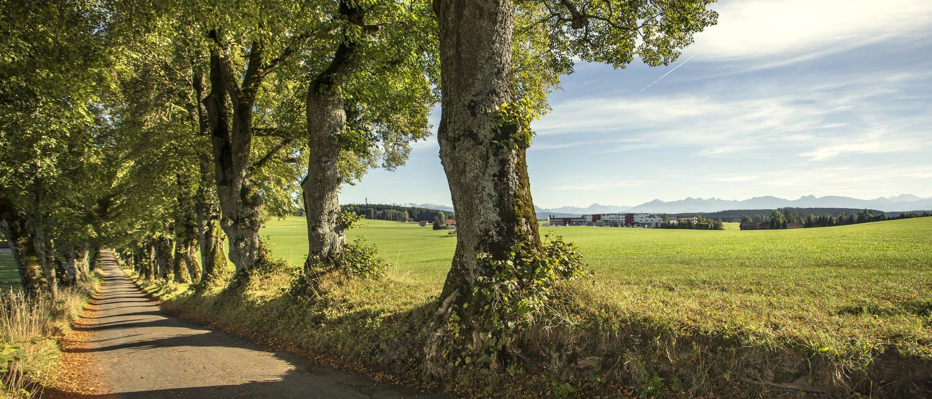 Baumallee neben einem Feld unter blauem Himmel mit Bergen im Hintergrund