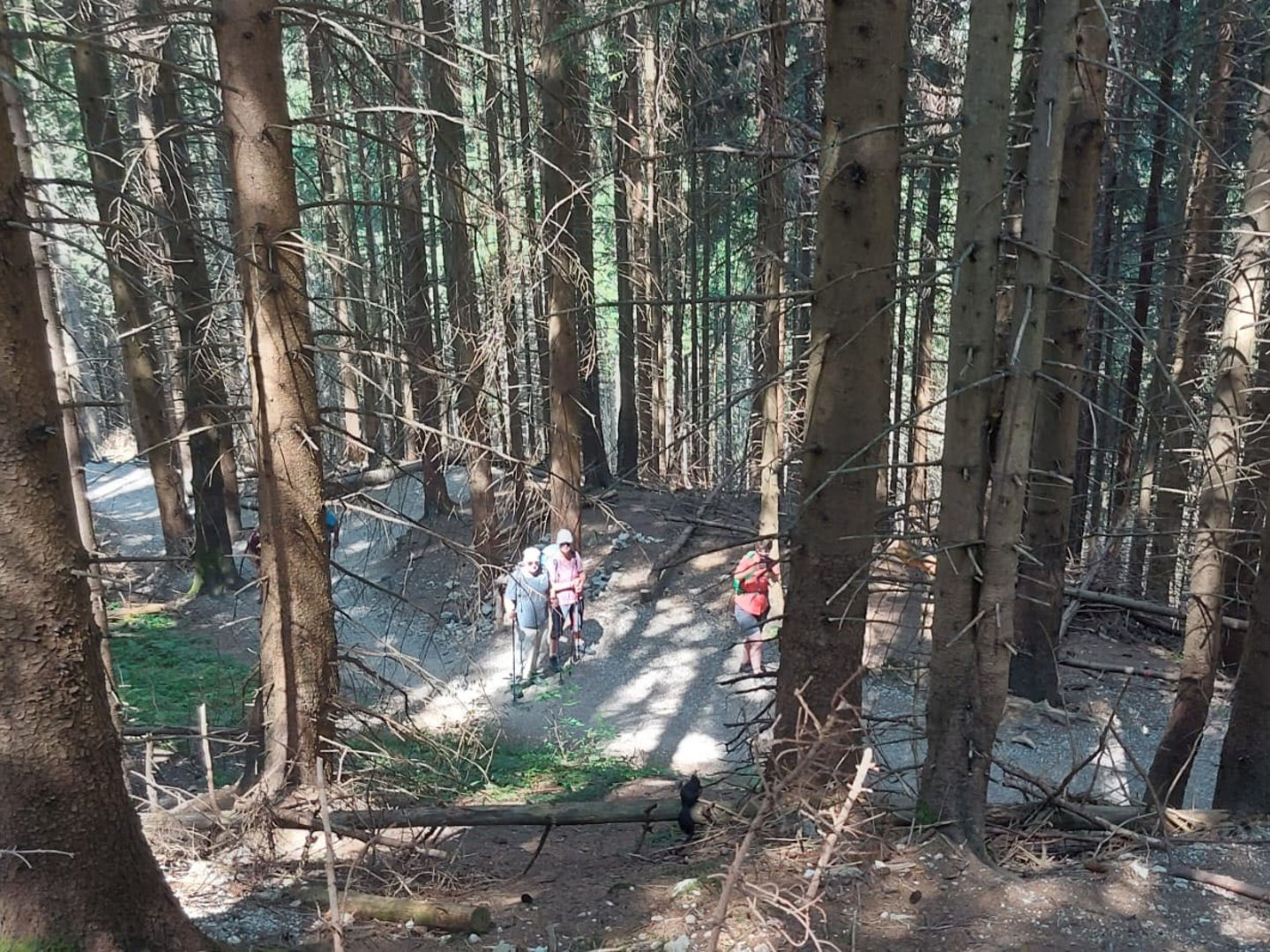 Erlebniswanderung zur Drehhütte bei Schloss Neuschwanstein Wanderer auf einem schmalen Pfad im dichten Nadelwald