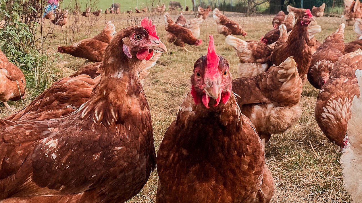 Hotel Das Weitblick Allgäu | Unsere regionalen Lieferanten Hotel Das Weitblick Allgäu | Unsere regionalen Lieferanten
