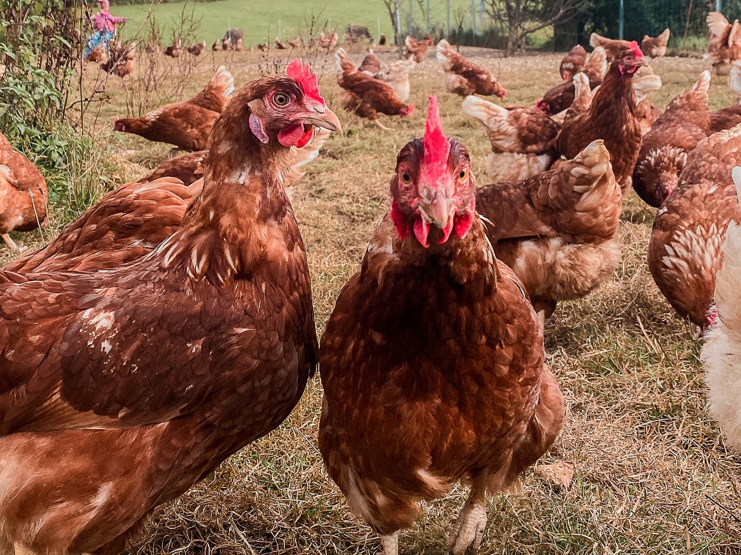 Hotel Das Weitblick Allgäu | Unsere regionalen Lieferanten Hotel Das Weitblick Allgäu | Unsere regionalen Lieferanten
