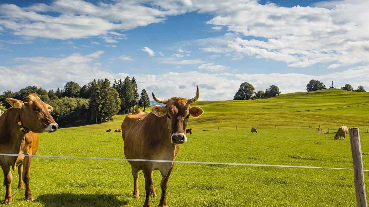 Hotel Das Weitblick Allgäu | Unsere regionalen Lieferanten Hotel Das Weitblick Allgäu | Unsere regionalen Lieferanten